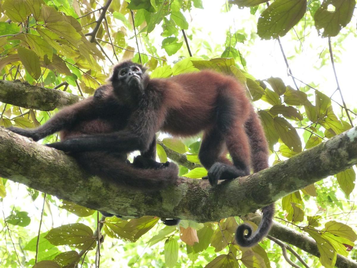 Buena Onda Jungle Lodge Ojochal Eksteriør bilde