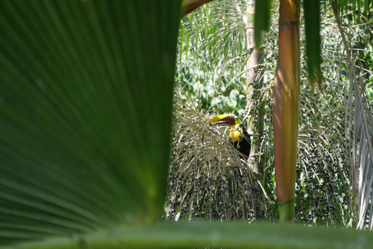 Buena Onda Jungle Lodge Ojochal Eksteriør bilde