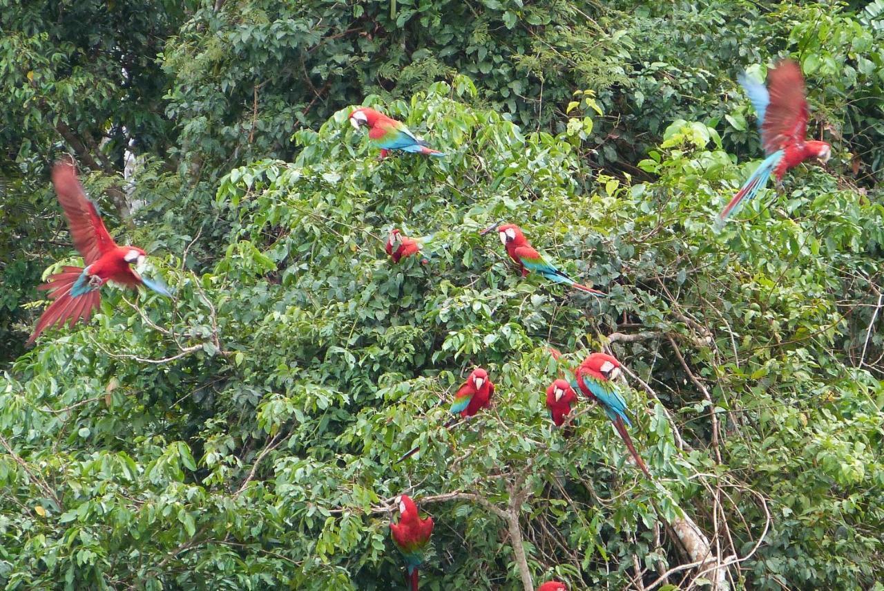 Buena Onda Jungle Lodge Ojochal Eksteriør bilde